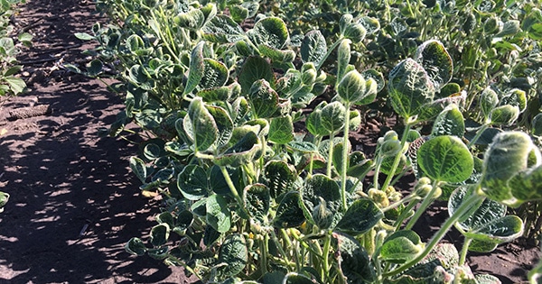 Dicamba Drift Lawsuit Lawyers