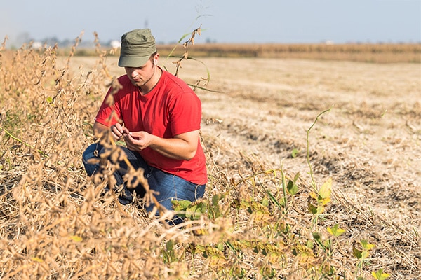 dicamba lawsuit Dicamba Drift Lawyers