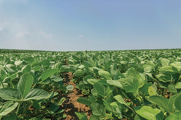 Dicamba Damaged crops