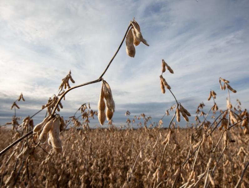 Dicamba