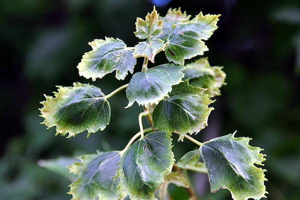 Dicamba