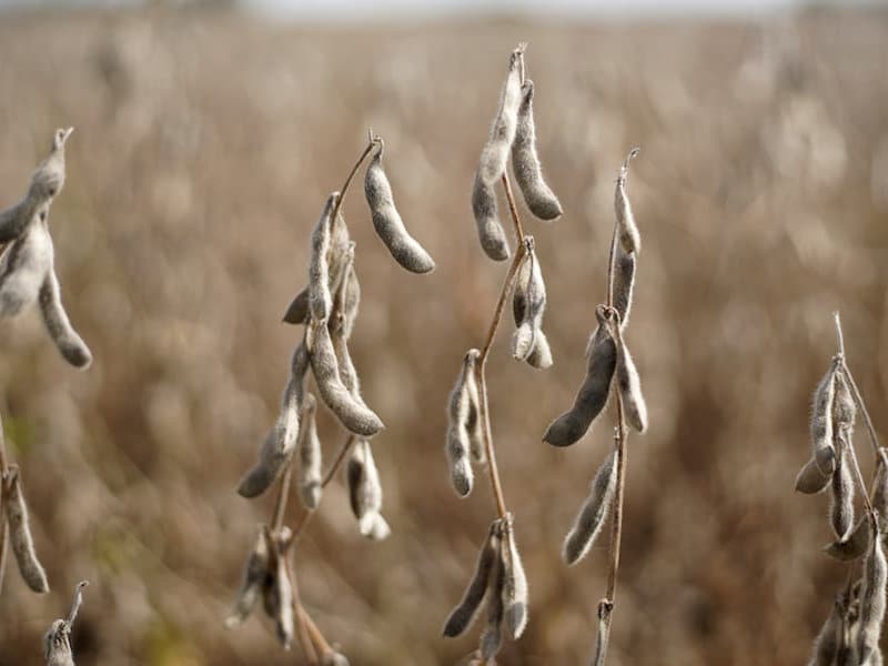 Dicamba Complaints