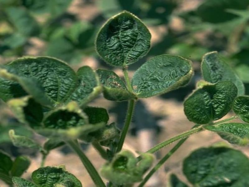 Dicamba