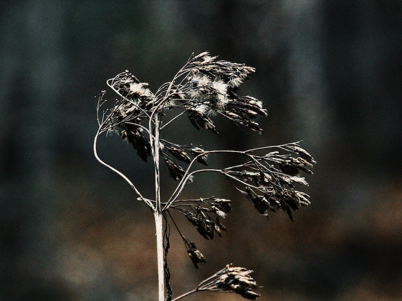 Dicamba Damage