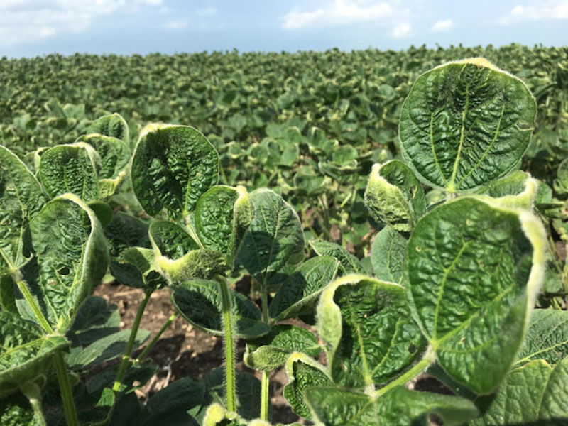 Dicamba