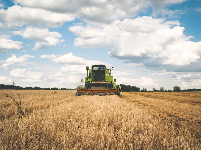 Dicamba