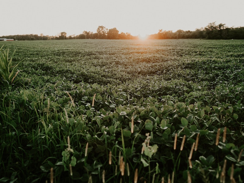 Dicamba Verdict