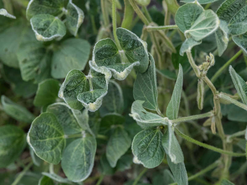 Dicamba