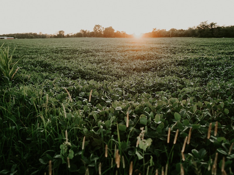 BASF Can't Skirt $250M In Dicamba Damages, Monsanto Says. Photo of plant field under the sky.