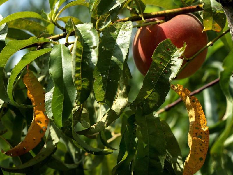 Dicamba effect on plants.